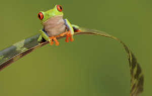 Frog Images Frog Images