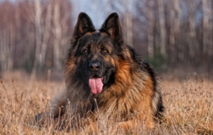 German Shepherd Widescreen