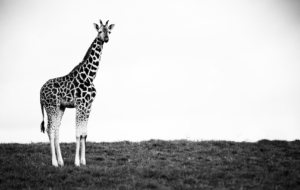 Giraffe HD Background