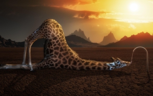 Giraffe High Definition