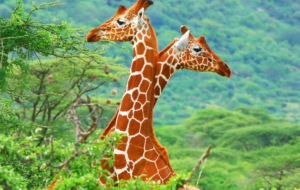 Giraffe High Definition Wallpapers