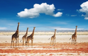 Giraffe High Quality Wallpapers