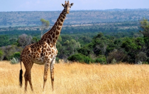 Giraffe Images