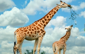 Giraffe Wallpapers HD
