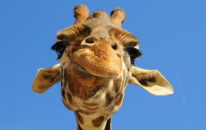 Giraffe Widescreen
