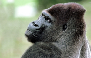 Gorilla Computer Wallpaper