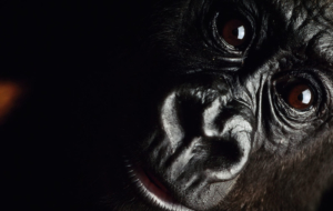 Gorilla High Definition