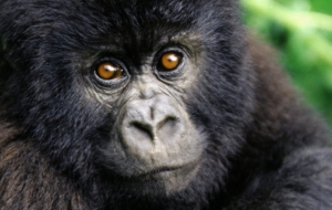 Gorilla High Quality Wallpapers