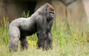 Gorilla Photos