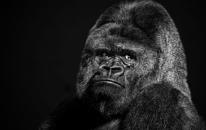 Gorilla Widescreen