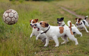 Jack Russel High Quality Wallpapers