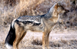 Jackal Background