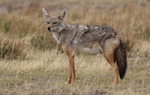 Jackal Computer Wallpaper