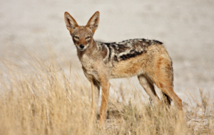 Jackal High Definition Wallpapers