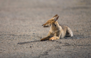 Jackal Wallpapers HD