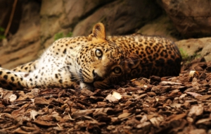 Jaguar HD Background