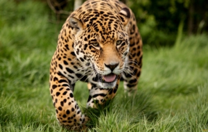 Jaguar High Definition