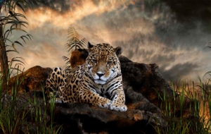 Jaguar High Definition Wallpapers