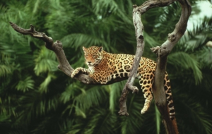 Jaguar Wallpapers HD