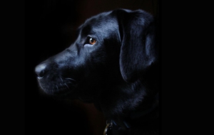 Labrador Retriever 4K