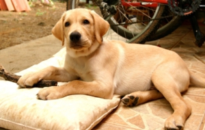 Labrador Retriever Computer Wallpaper