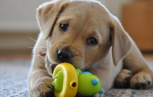 Labrador Retriever Deskto