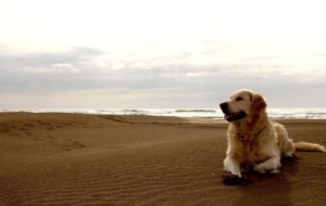 Labrador Retriever HD