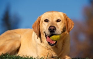 Labrador Retriever HD Background