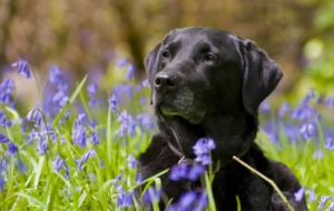 Labrador Retriever High Definition Wallpapers