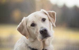 Labrador Retriever High Quality Wallpapers