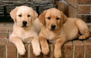 Labrador Retriever Pictures