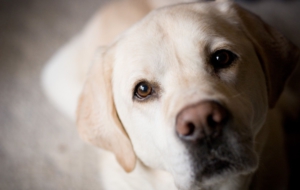Labrador Retriever Wallpapers