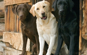 Labrador Retriever Wallpapers HD