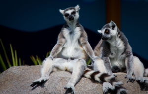 Lemur Computer Wallpaper