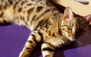 Leopard Cat Deskto Leopard Cat Deskto