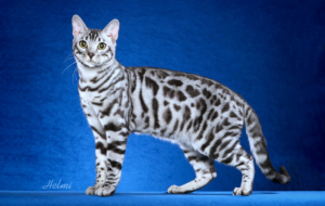 Leopard Cat HD Deskto Leopard Cat HD Deskto