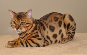Leopard Cat Photos Leopard Cat Photos
