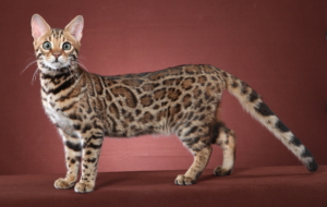 Leopard Cat Wallpapers HD