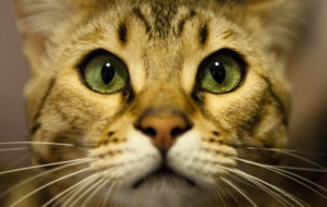 Leopard Cat Widescreen Leopard Cat Widescreen