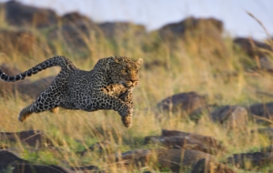 Leopard Full HD Leopard Full HD
