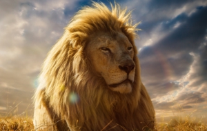 Lion Wallpapers Lion Wallpapers