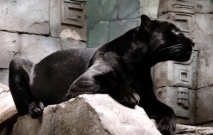 Panther High Definition