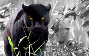 Panther Photos