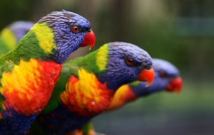 Parrot Background