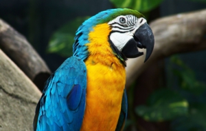 Parrot Computer Wallpaper