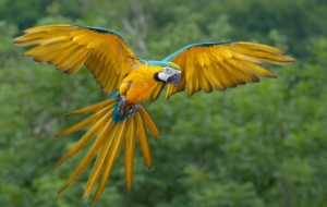 Parrot HD Wallpaper