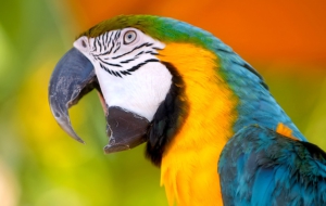 Parrot High Definition Wallpapers