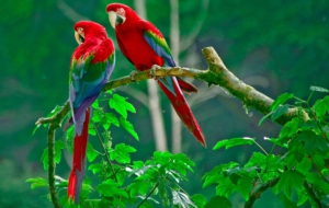 Parrot High Quality Wallpapers