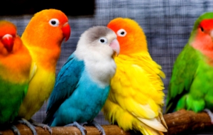 Parrot Pictures