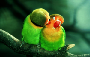 Parrot Wallpapers